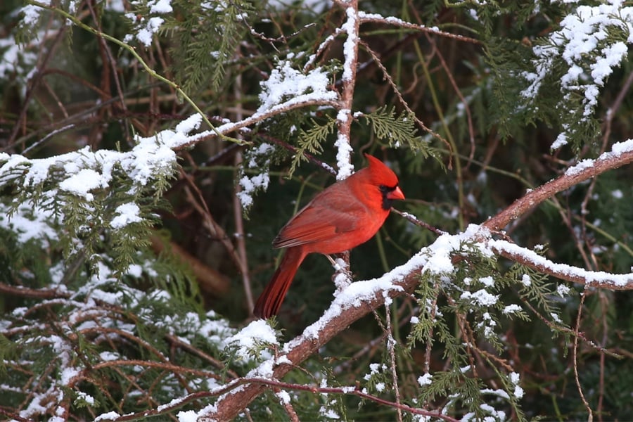 songbird cardinal