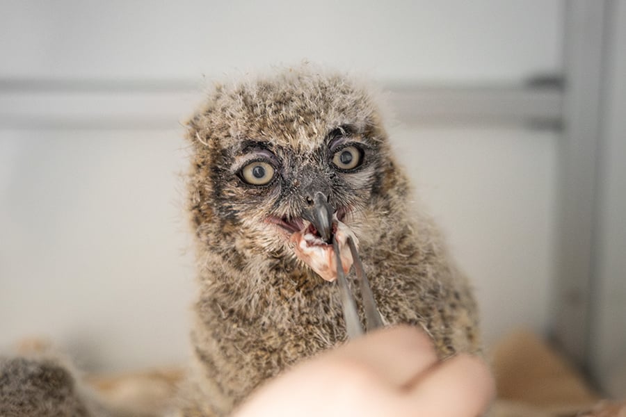 a person hand-feeding a baby owl a piece o meat with a pair of tweezers