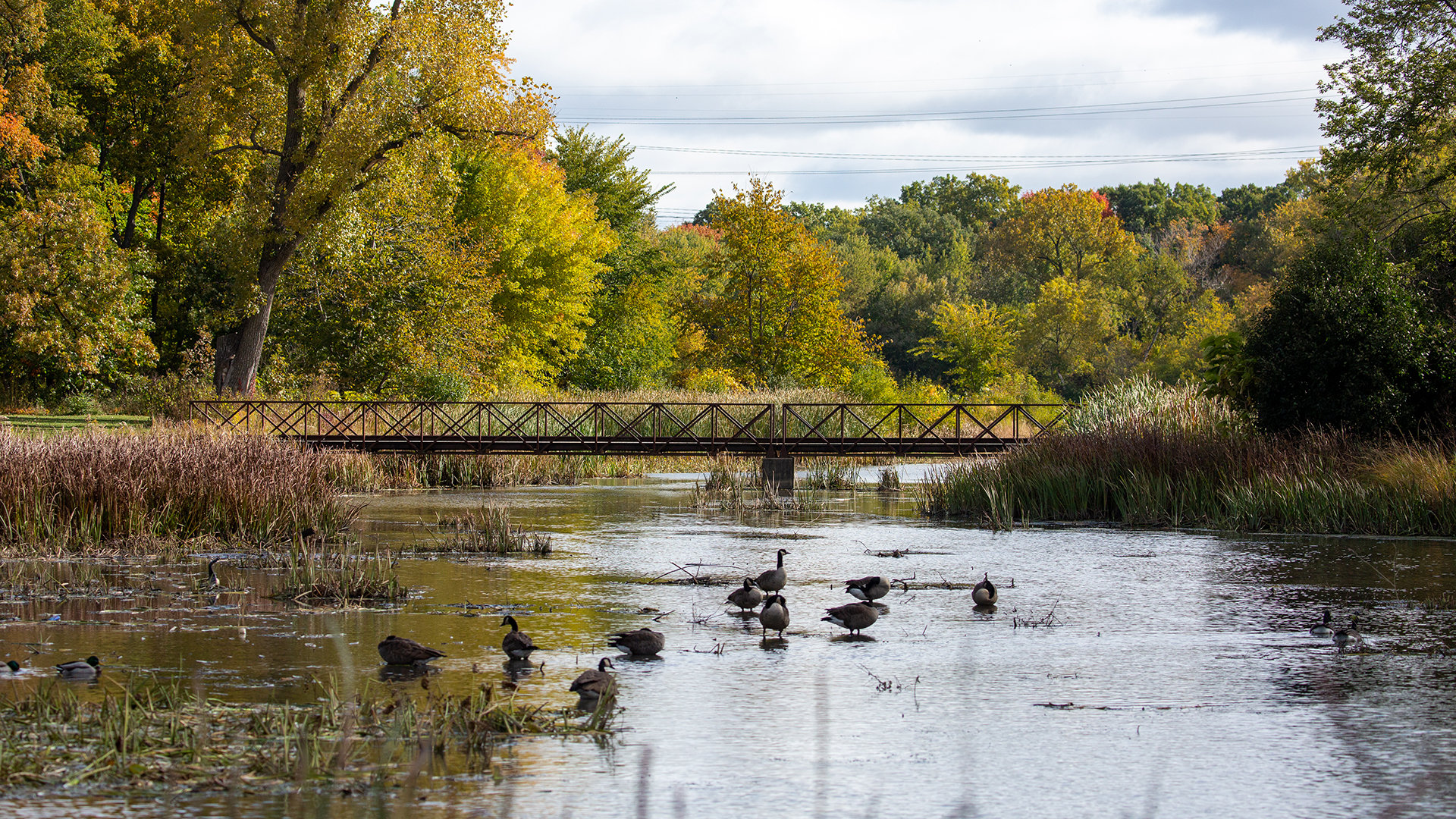 Churchill-Woods-fall-bridge-1920x1080