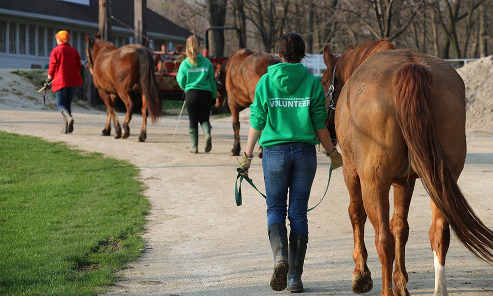 Danada-Equestrian-Center-Volunteers-Lead-Horses-1000-600