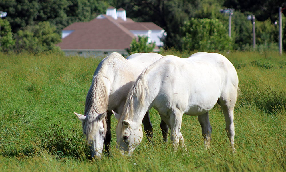 danada-equestrian-center-two-grays-1000-600