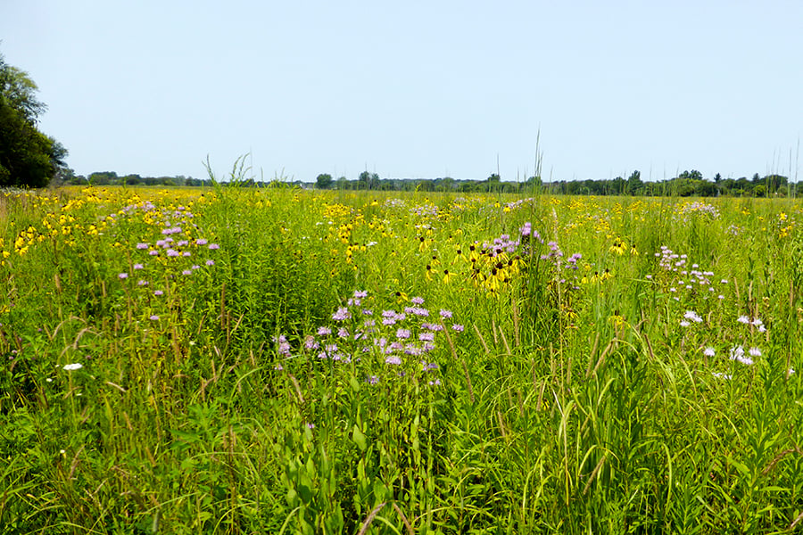 Dunham prairie in summer