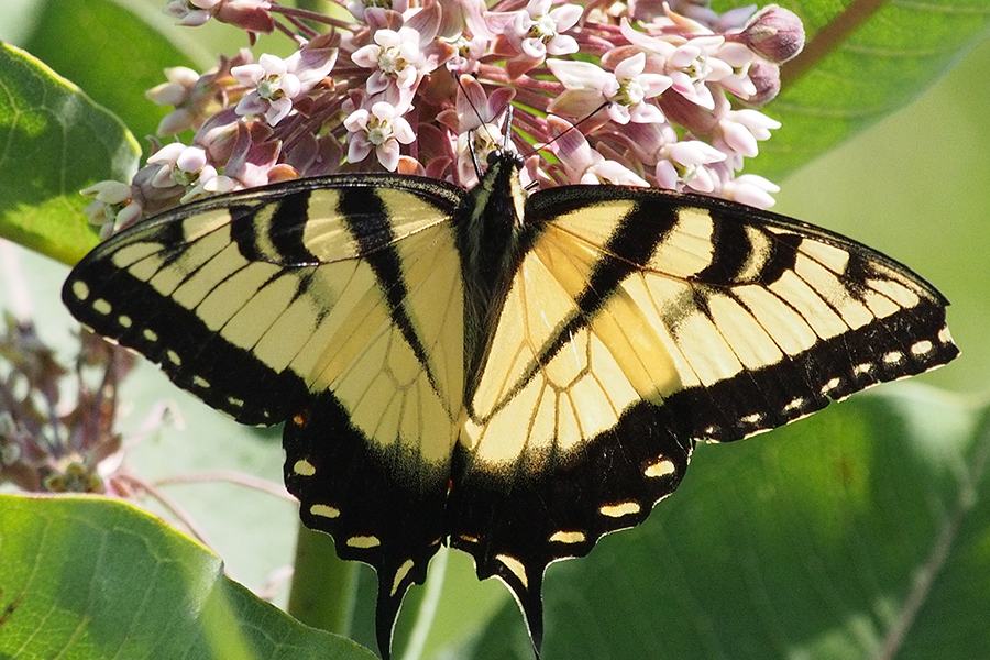 eastern tiger swallowtail