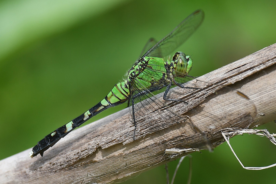 eastern pondhawk dragonfly