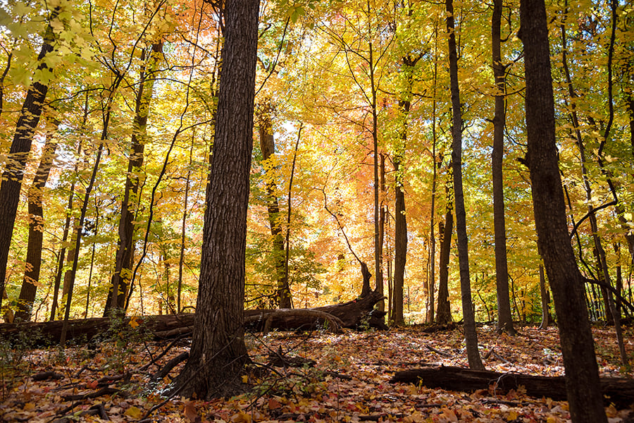 Fullersburg-Woods-fall-woodland-900x600