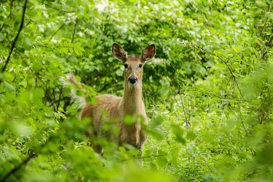 white-tailed deer