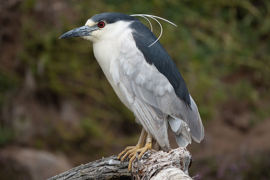 black-crowned night heron