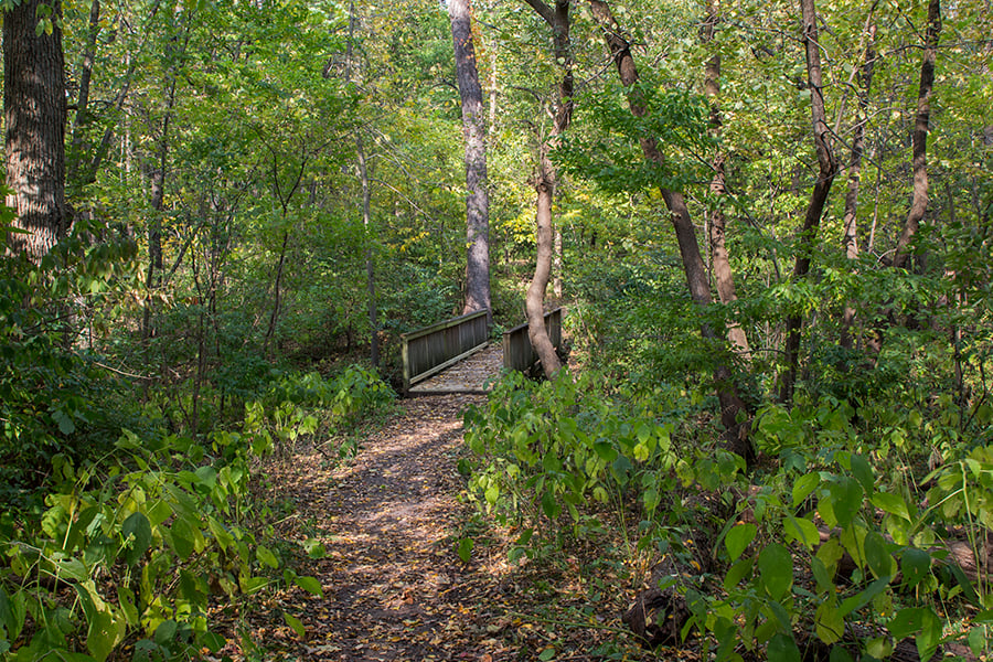 trail at Goodrich Woods