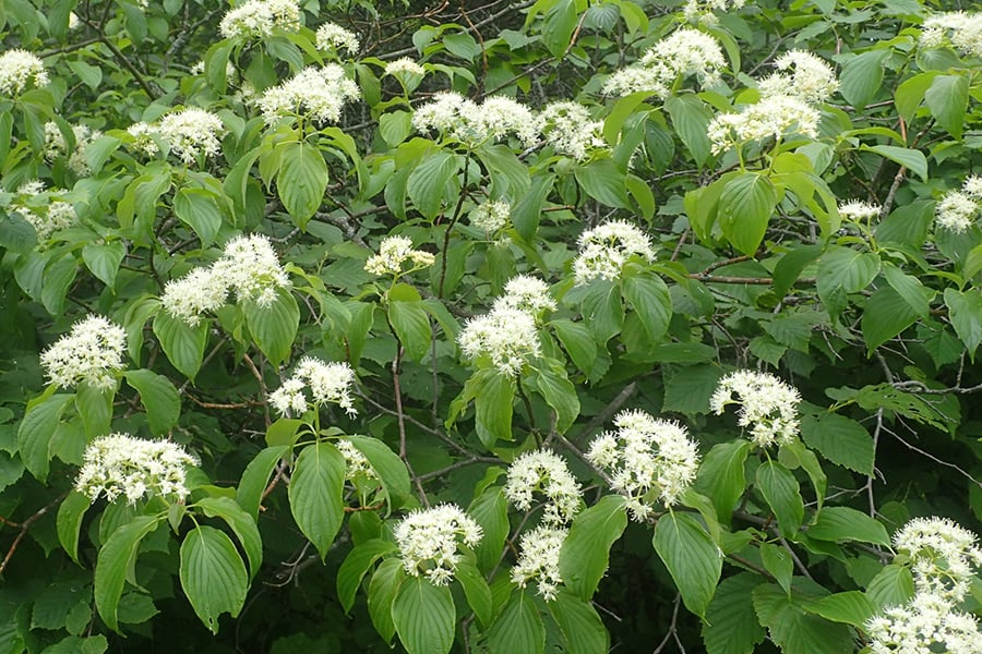 pagoda dogwood