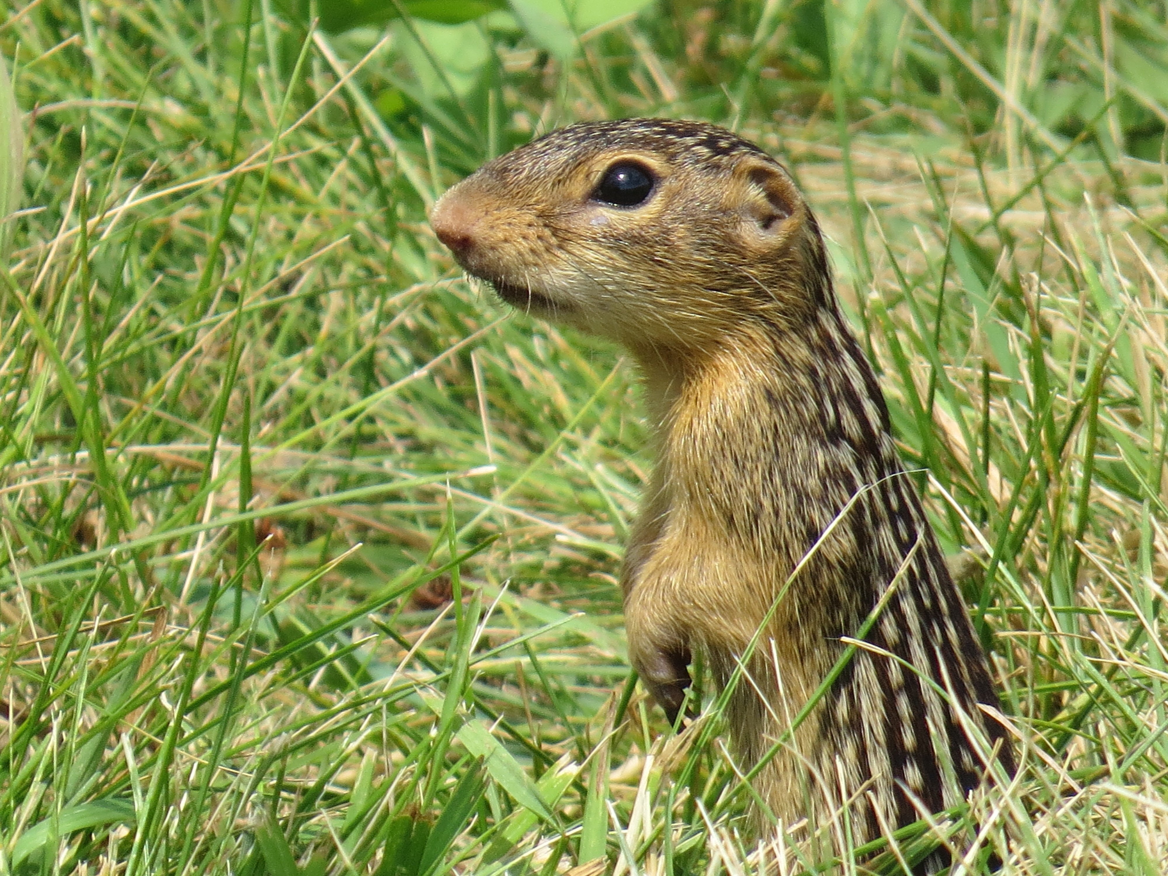 13-lined ground squirrel