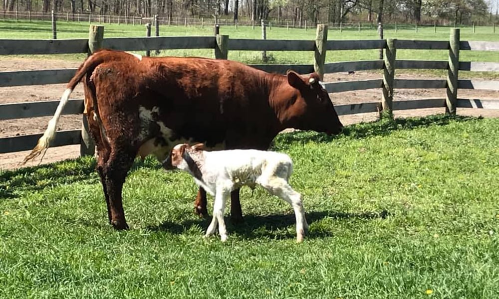 kline-creek-farm-cows