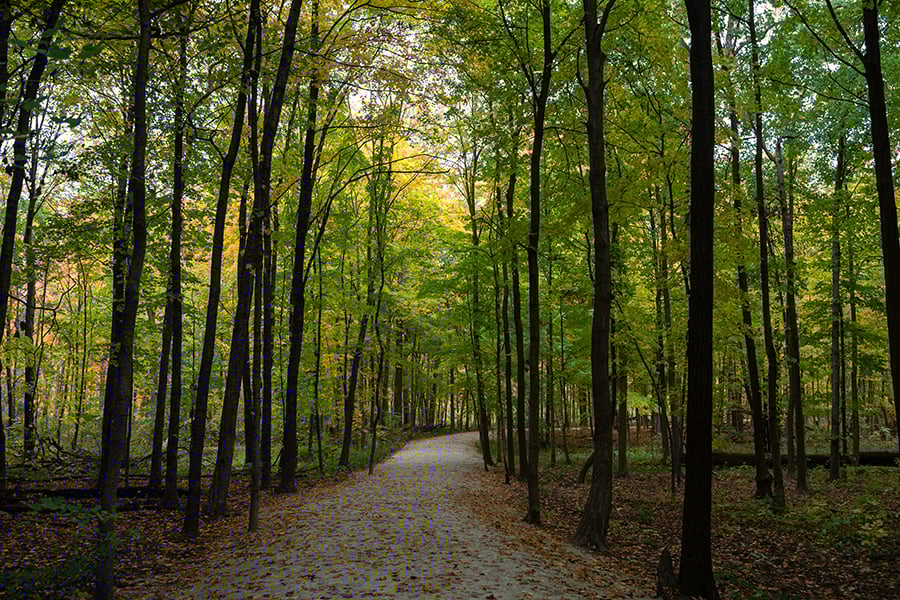 Forest Pathways Report 2023