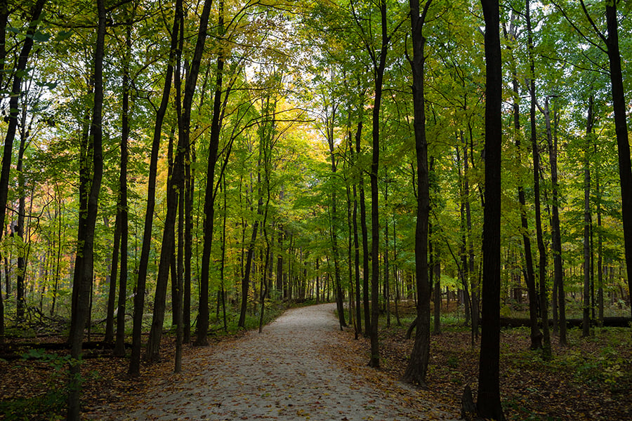 trail at Maple Grove