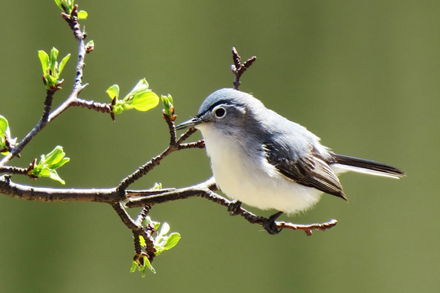 mayslake-gnatcatcher-900x600