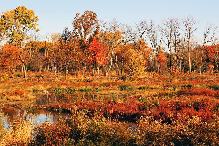 Fall colors shine at McDowell Grove forest presserve.