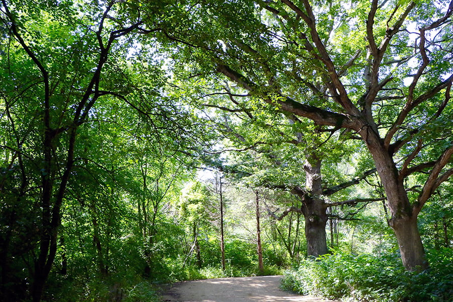 McDowell-Grove-summer-trail-900x600