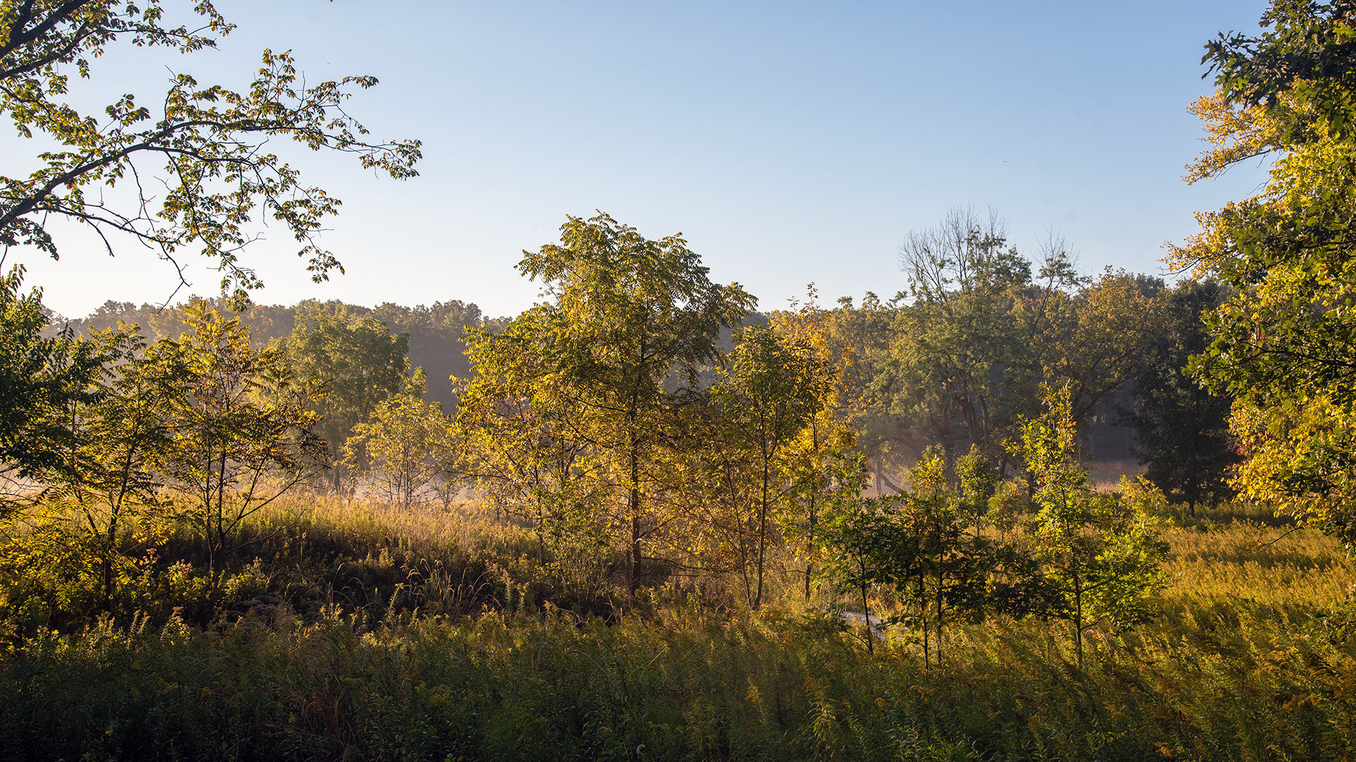 Oldfield-Oaks-late-summer-fog-1920x1080