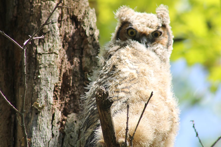 owlet-900x600