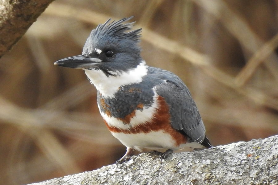 belted kingfisher