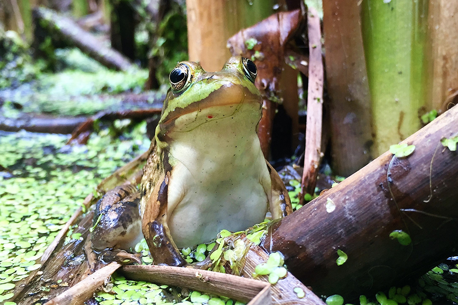 frog