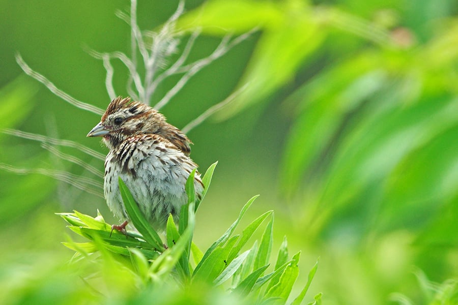 bird-at-Springbrook-900x600