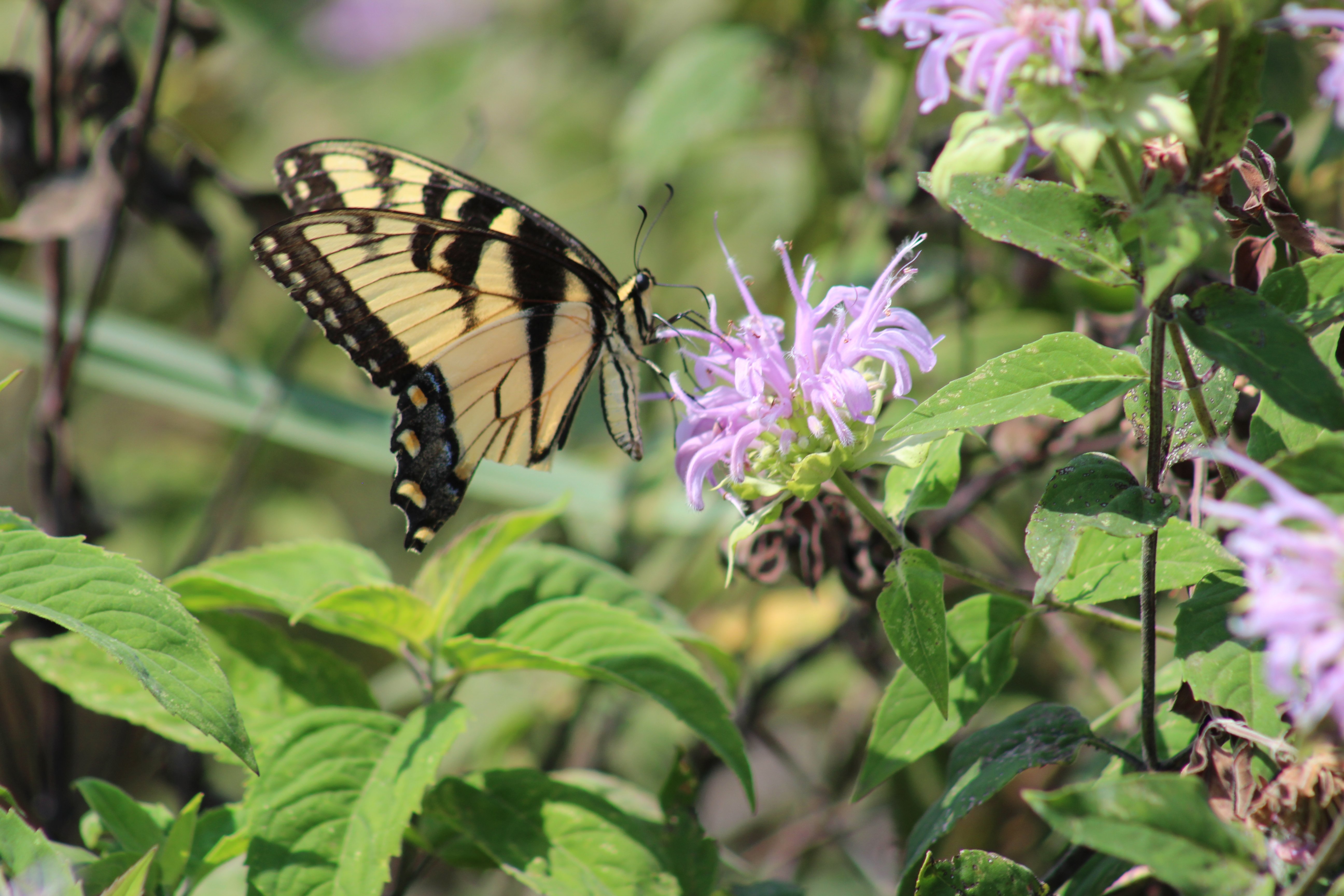 eastern tiger swallowtail on bergamot flower