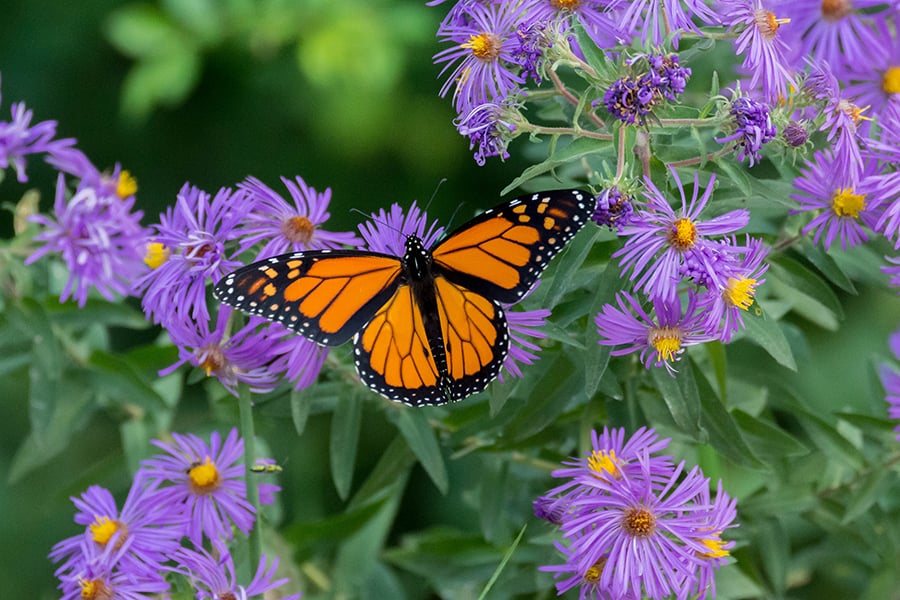 monarch butterfly on aster blooms