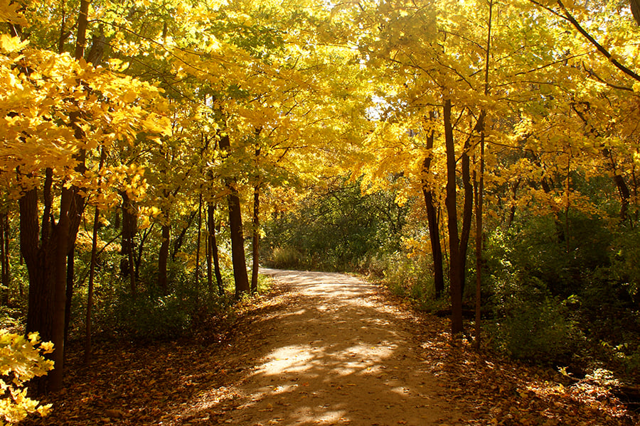 trail through the woods in fall