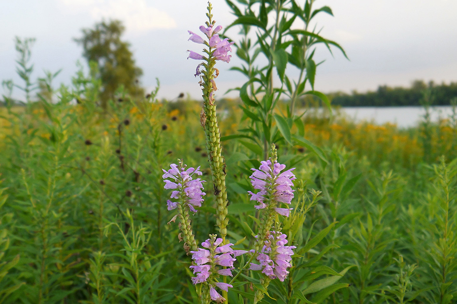 prairie plants at West Branch