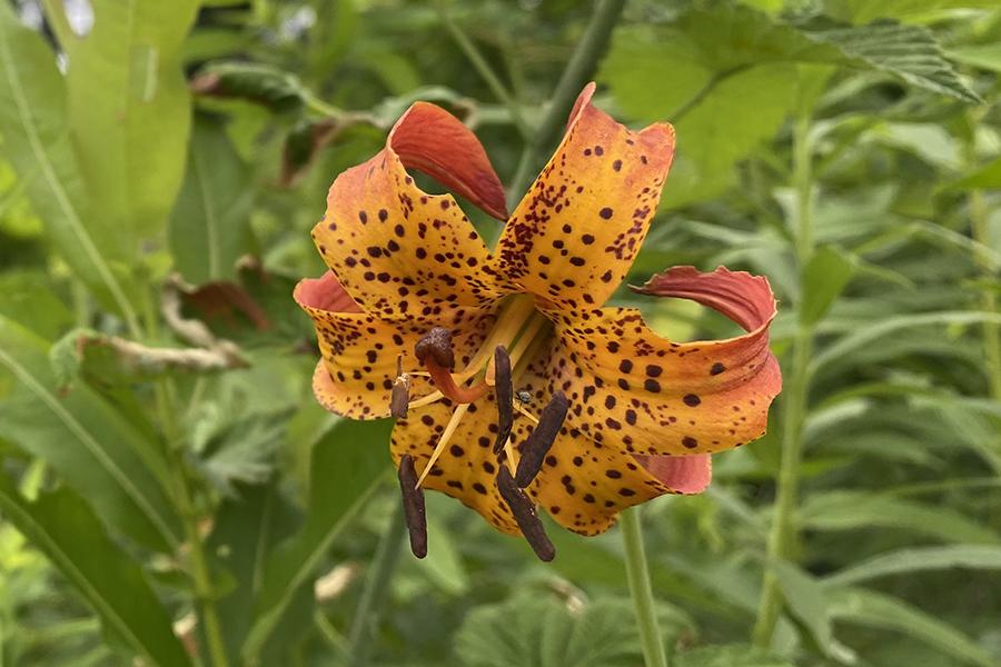 Turk's cap lily in bloom
