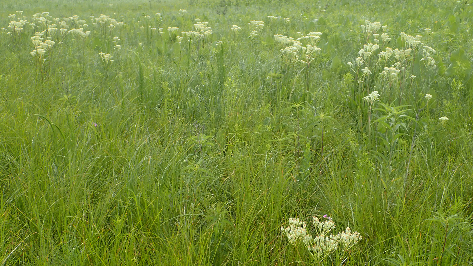 west-chicago-prairie-1920x1080