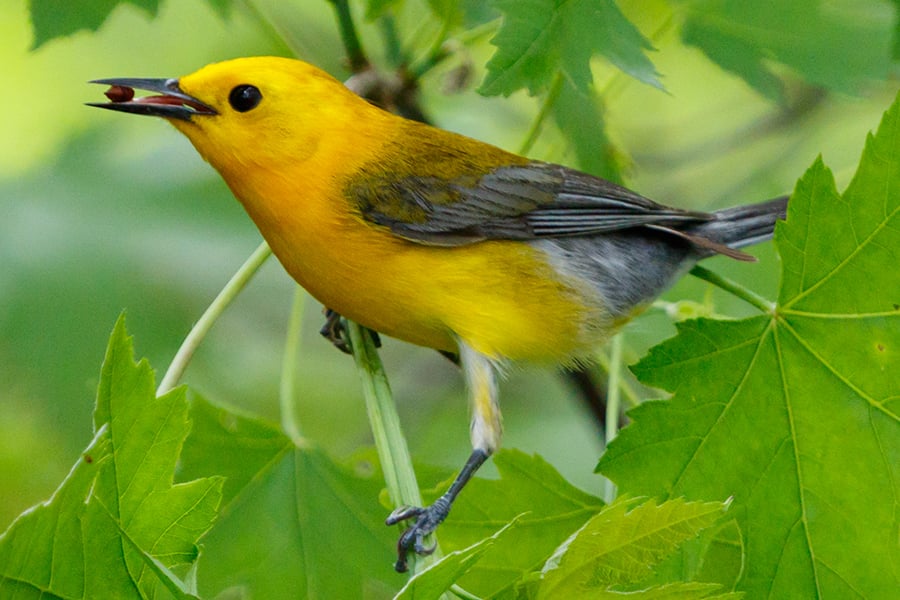 yellow bird eating a seed