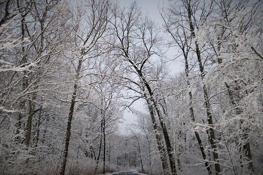 snowy trail at West DuPage Woods