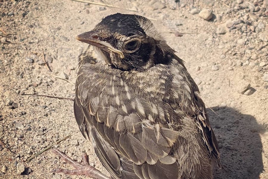 American robin fledgling