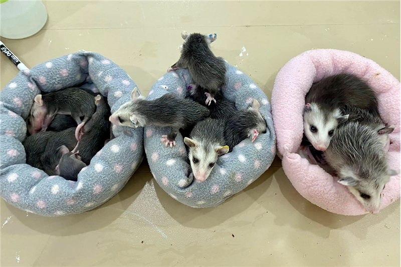 opossum-babies-900x600x150