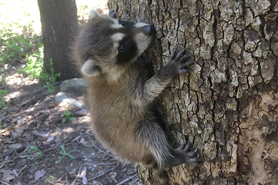 raccoon-baby