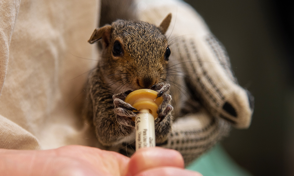 squirrel-patient1000x600x150