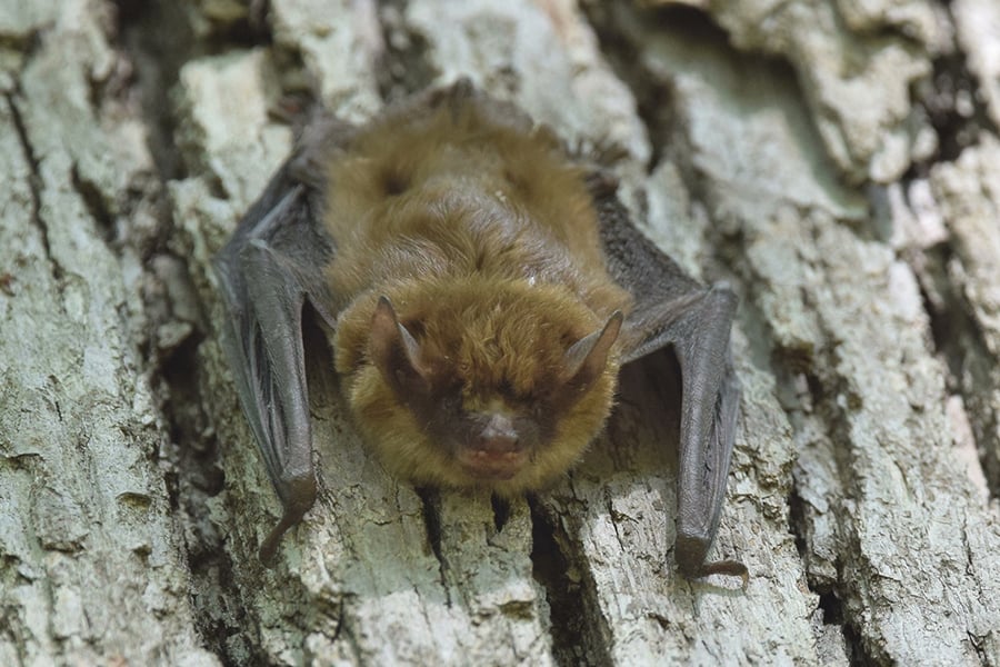 big brown bat