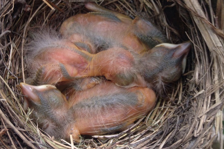 robins