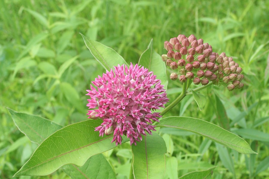 milkweed in bloom