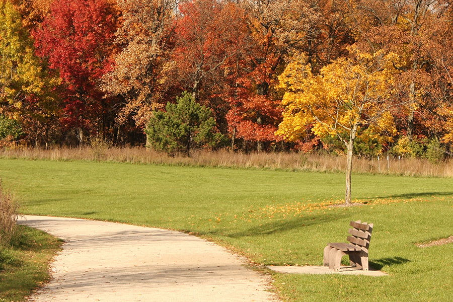 trail at Wood Dale Grove in fall