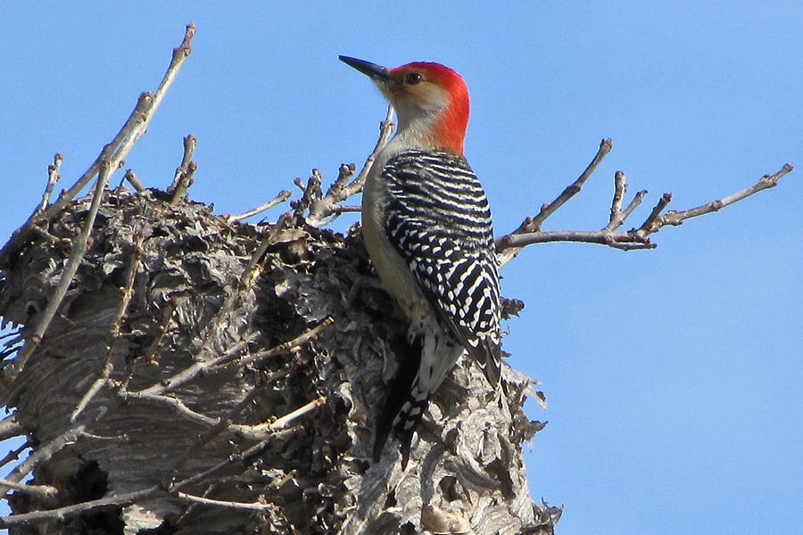 red-bellied- woodpecker