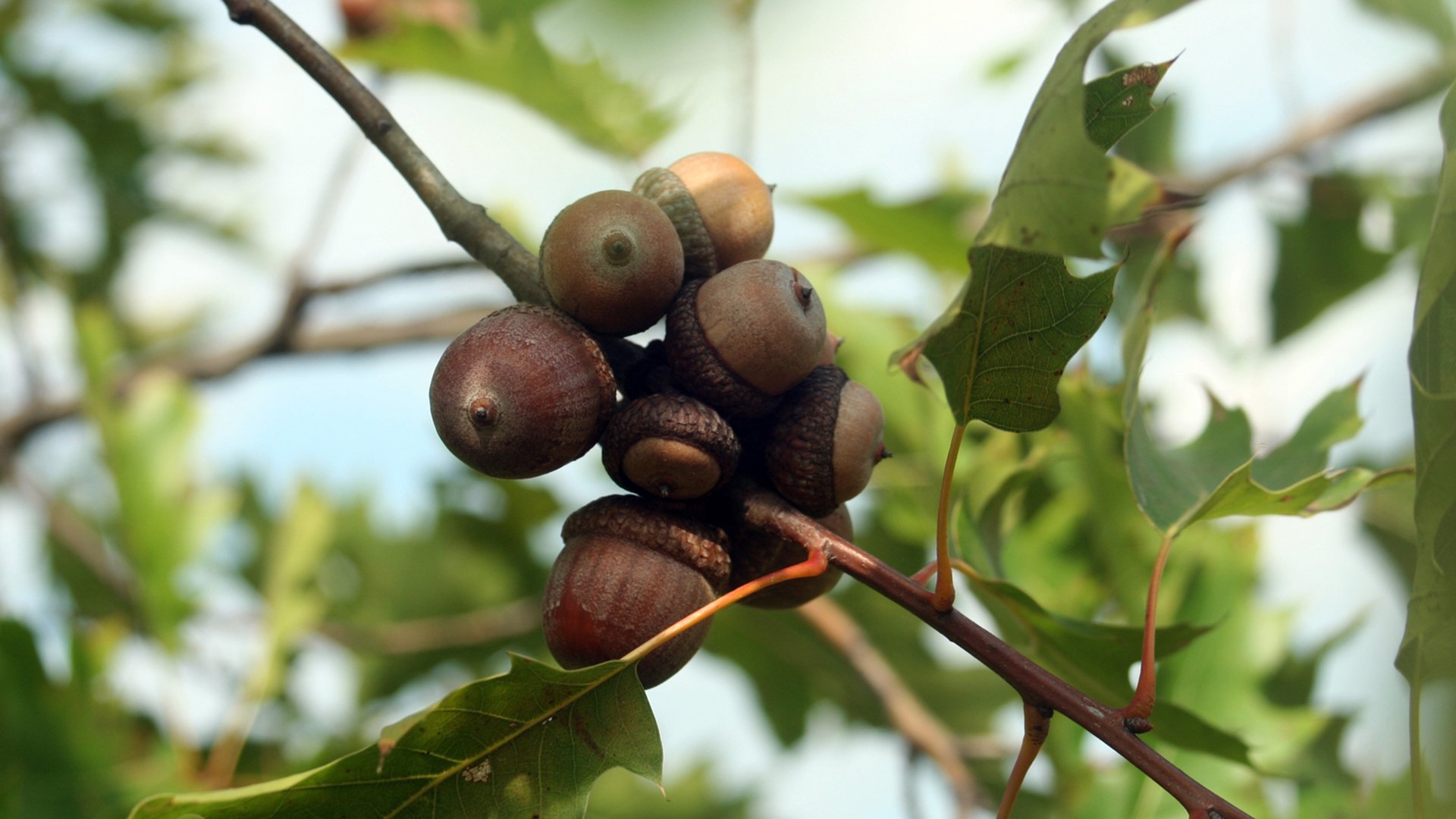 red-oak-acorns-1920x1080