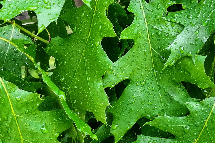 green leaves of a red oak tree