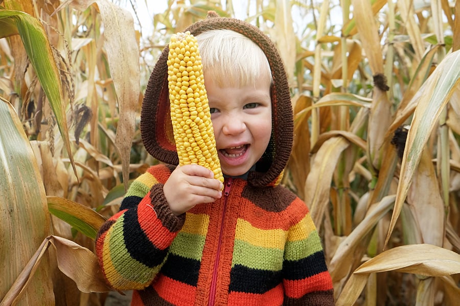 a boy in a striped hooded sweater in a fall corn field holding an ear of corn
