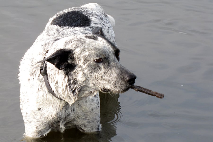 dog in water at East Branch off-leash area