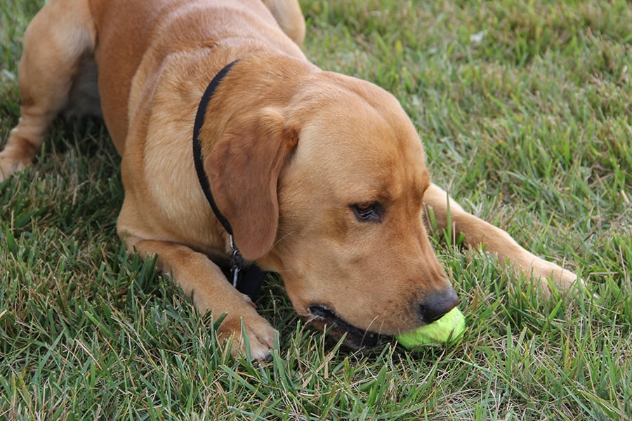 dogs-off-leash-area-hawk-hollow