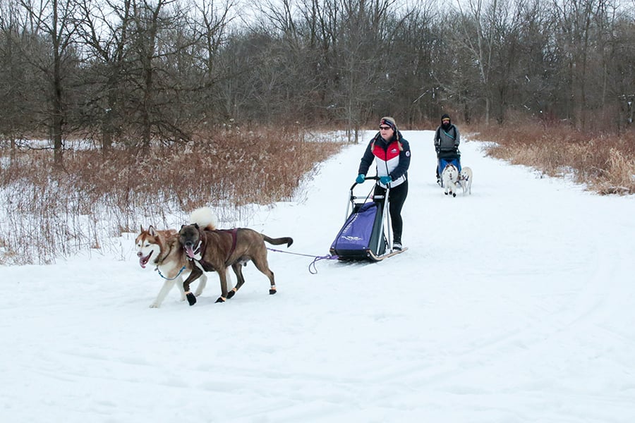 two people dog sledding on a trail two people dog sledding on a trail