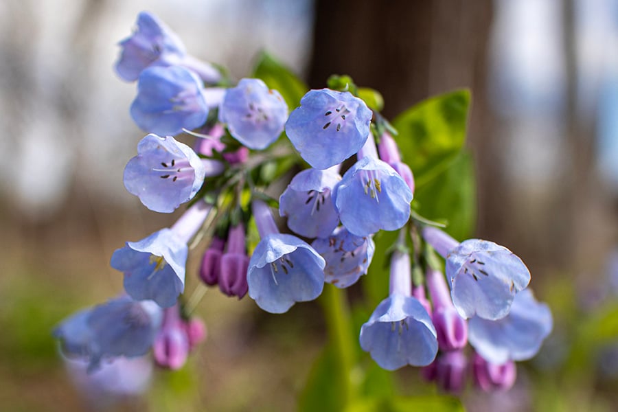 close up of Virginia bluebells