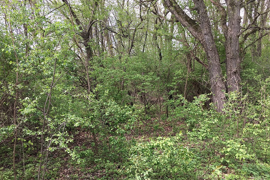 savanna before restoration